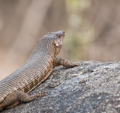 31Franscois Rosslee Lizard 31Franscois Rosslee Lizard