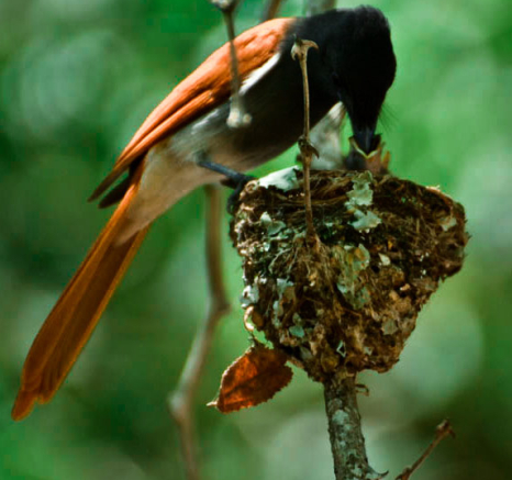 Paradise Flycatcher 3 Paradise Flycatcher 3