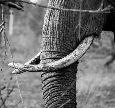 18Sheldon Hooper Elephant Fun 3 18Sheldon Hooper Elephant Fun 3
