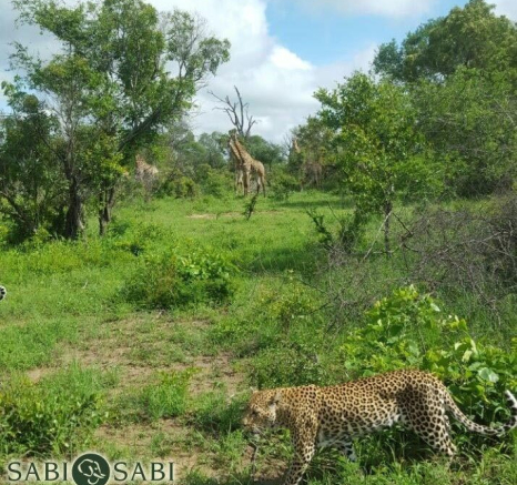27Nadia Schoeman White Dam Giraffe Final 27Nadia Schoeman White Dam Giraffe Final