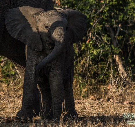 30Kevan Dobbie Elephant Calf 0308.1 Final 30Kevan Dobbie Elephant Calf 0308.1 Final