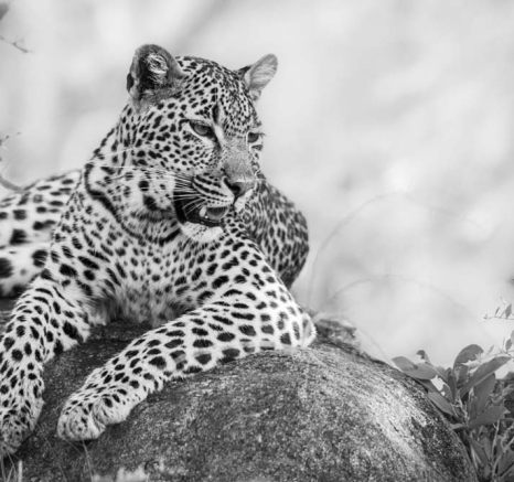 Kelenge 03 Kelenge 03