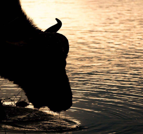 24Sheldon Hooper Buffalo Drinking 24Sheldon Hooper Buffalo Drinking