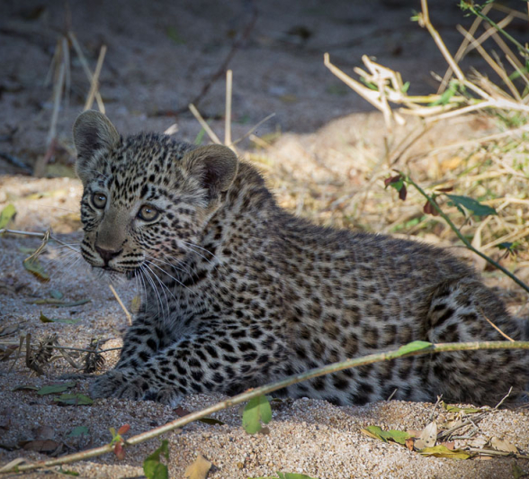 Nottins Cub 8 Nottins Cub 8