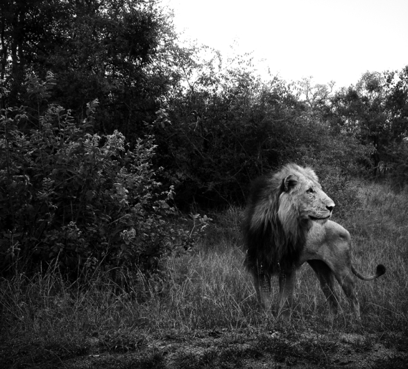 Sandriver Male Sandriver Male