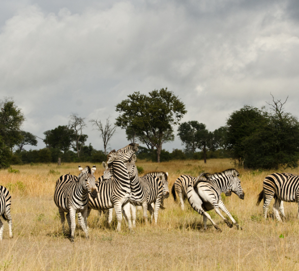 Zebra Herd Zebra Herd