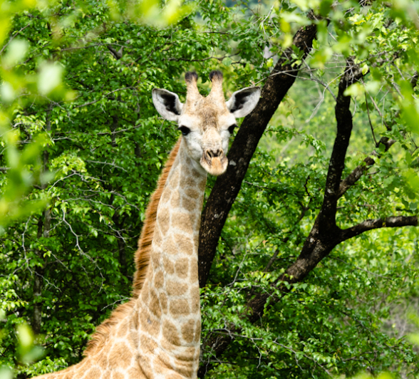 Giraffe Giraffe