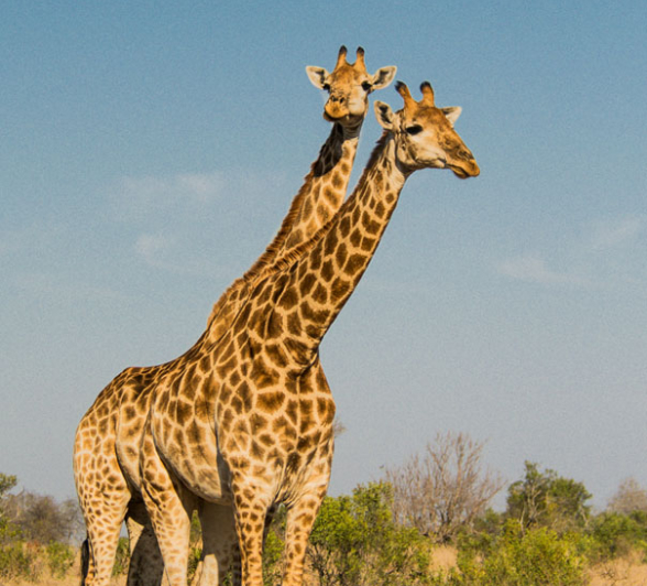 Charles Giraffe Charles Giraffe