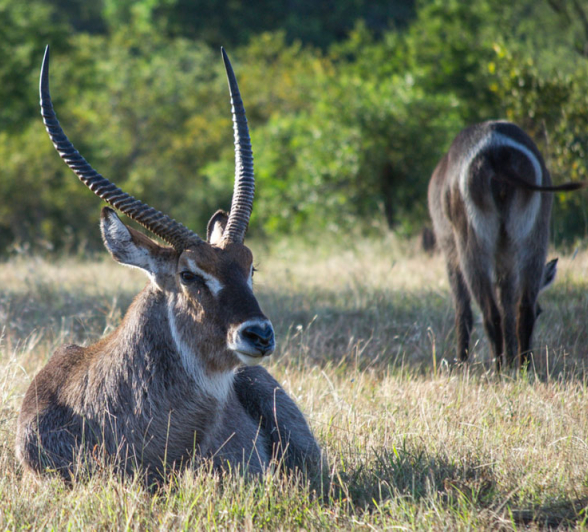 Waterbuck Waterbuck