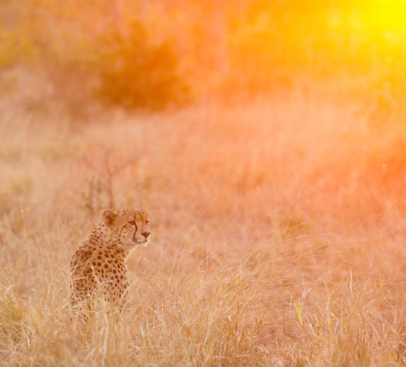 Cheetah Sunrise Pravir Cheetah Sunrise Pravir