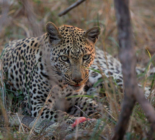 18Pravir Patel Leopard01 081015 18Pravir Patel Leopard01 081015