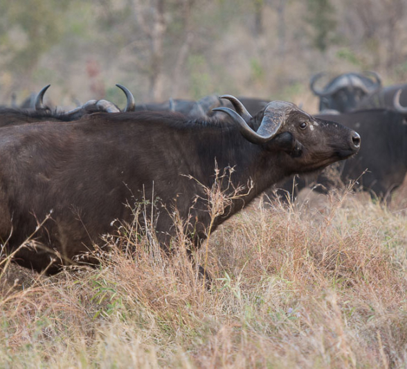 Lion Hunt Buffalo 3 2 Lion Hunt Buffalo 3 2