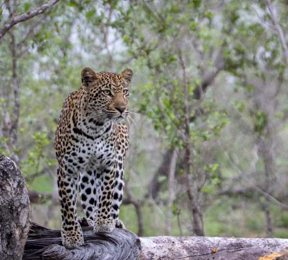 11Pravir Patel Leopard01 11Pravir Patel Leopard01