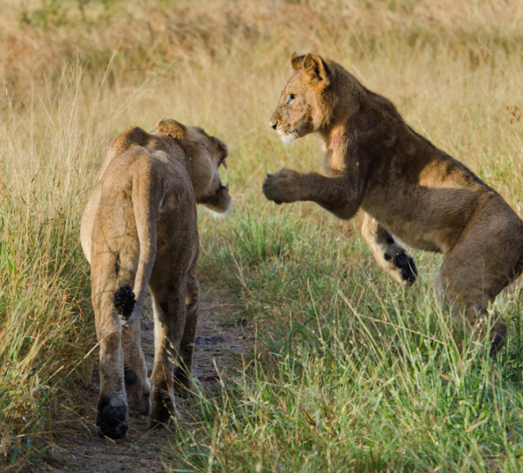 Southern Pride Southern Pride