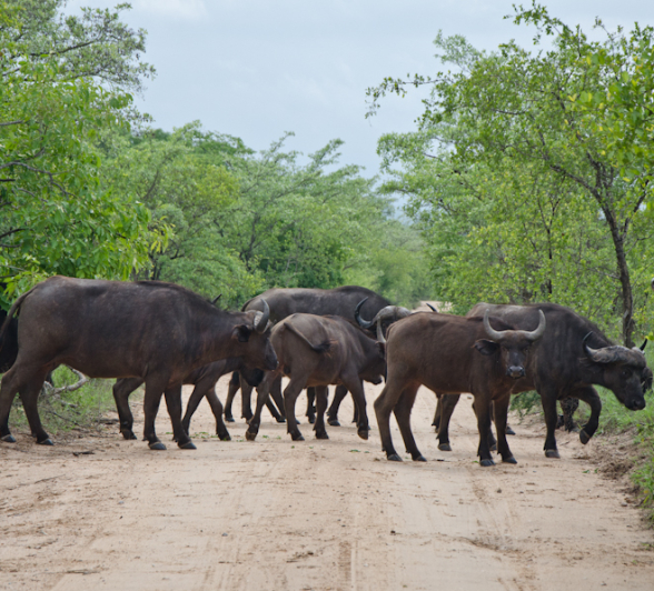 Buffalo Herd Buffalo Herd