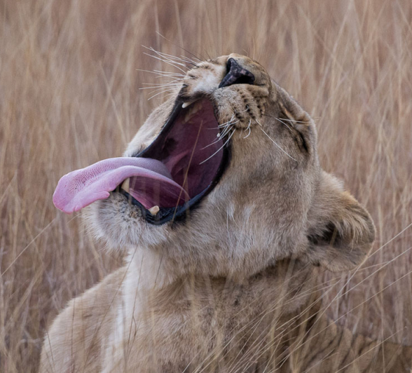 SP Lioness SP Lioness