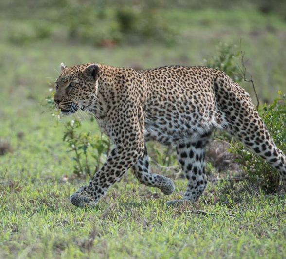 12Terry Ennever Ww Hyenas8 12Terry Ennever Ww Hyenas8