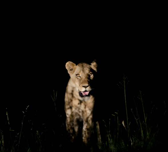 Southern Pride Lions 5 Southern Pride Lions 5