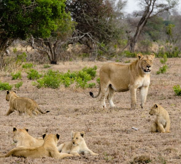 Southern Pride Lion Cubs 3 Southern Pride Lion Cubs 3