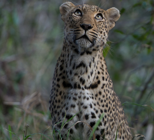 Warthog Wallow And Cub Warthog Wallow And Cub