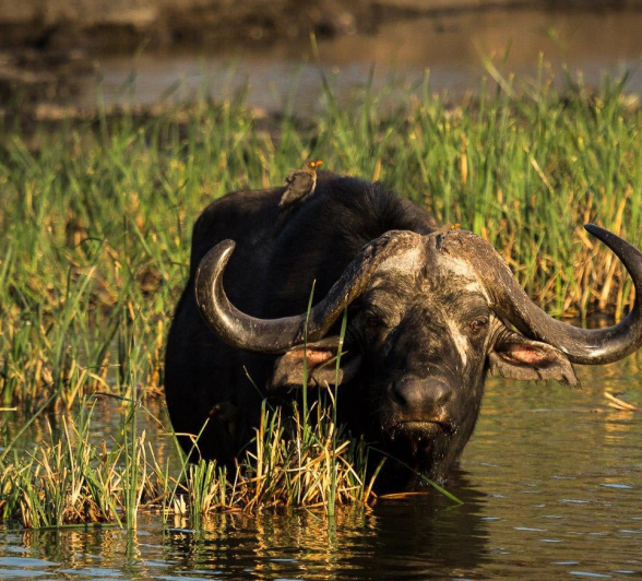 28Kevan Dobbie Buffalo Bull 3 28Kevan Dobbie Buffalo Bull 3