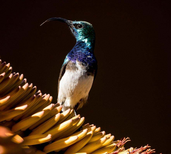 15Sheldon Hooper White Bellied Sunbird 15Sheldon Hooper White Bellied Sunbird