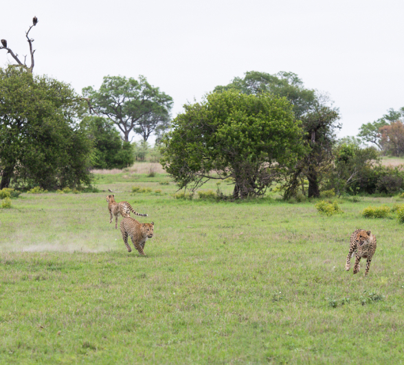 Cheetahchase 3 Cheetahchase 3