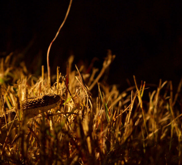 Puff Adder Kyle Puff Adder Kyle