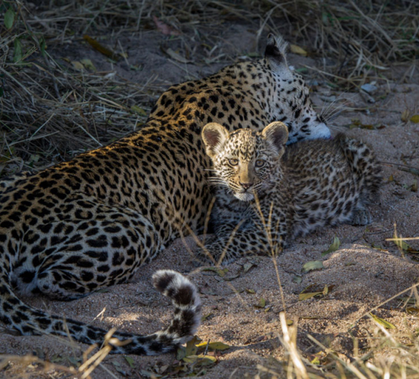 Nottins Cub 9 Nottins Cub 9