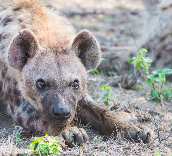 09Terry Ennever Ww Hyenas5 09Terry Ennever Ww Hyenas5