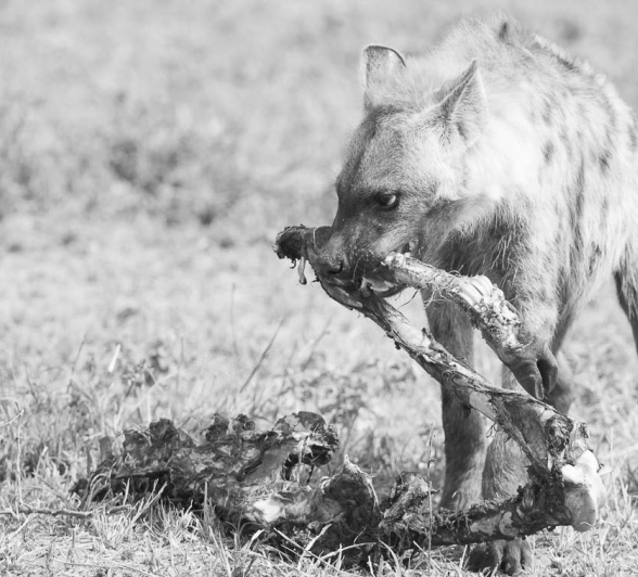 18Terry Ennever Ww Hyenas14 18Terry Ennever Ww Hyenas14