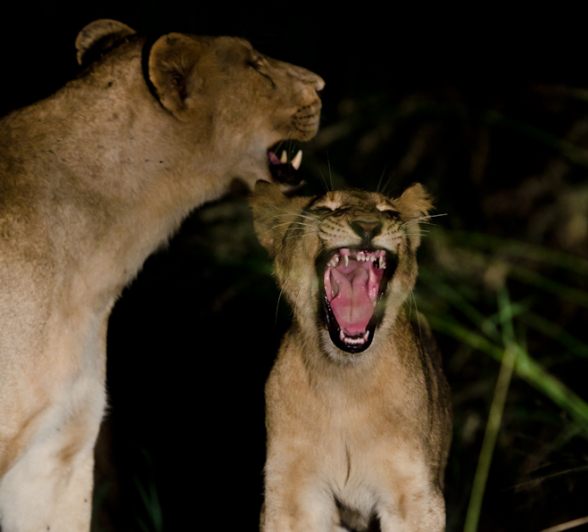 Southern Pride Lions 4 Southern Pride Lions 4