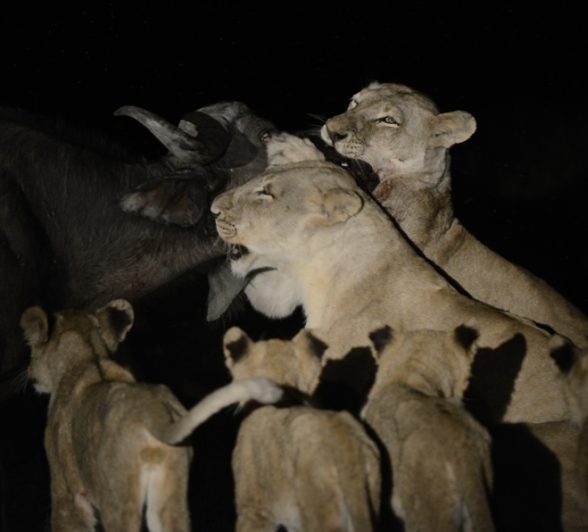 Southern Pride Kill Buffalo 5 Southern Pride Kill Buffalo 5