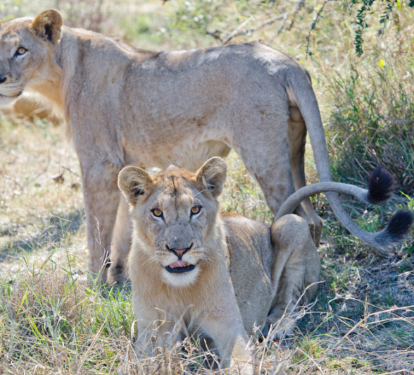 Skukuza Pride 5 Skukuza Pride 5
