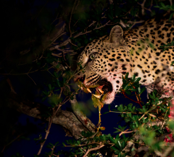 Mahlathini Kill 2 Mahlathini Kill 2