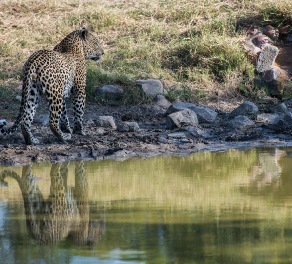 Leopard 4 Leopard 4