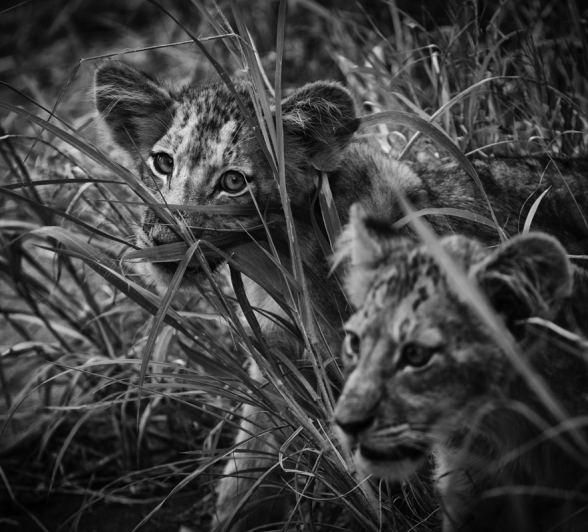 Southern Pride Cubs Southern Pride Cubs