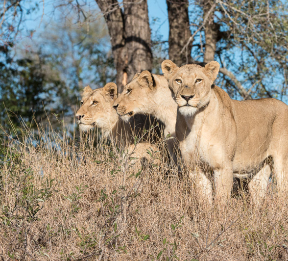 SP Playful2 Terry SP Playful2 Terry