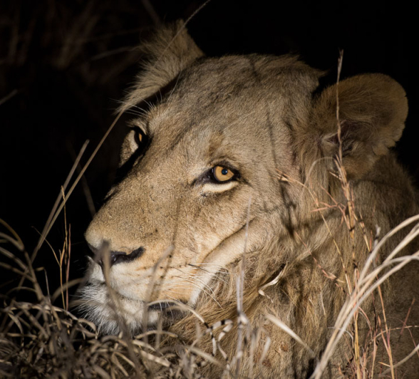 Lions 1 Lions 1