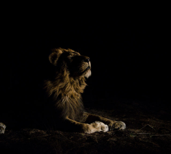 Solo Steve Solo Steve