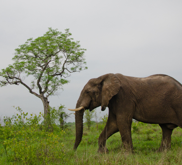 Elephant Elephant