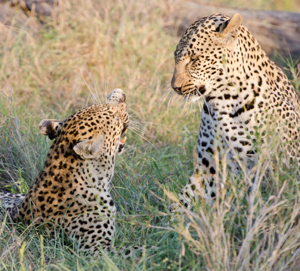 Leopard Swat Leopard Swat