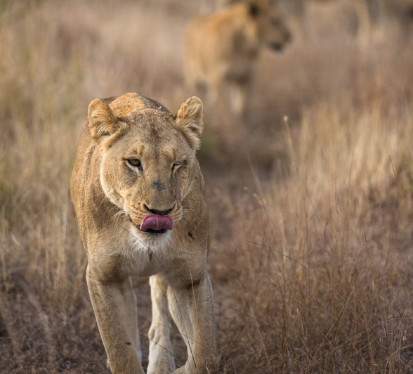 Lion Hunt Bufalo 2 0 Lion Hunt Bufalo 2 0
