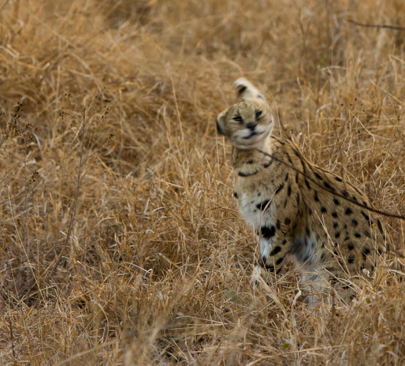 Serval 4 Serval 4