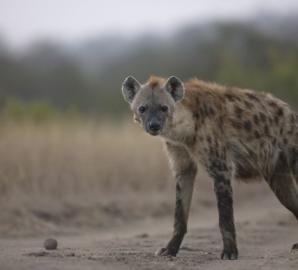 Hyena Hyena