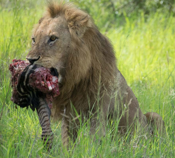 03Courtney Dalziel Lions Zebra Kill 2 03Courtney Dalziel Lions Zebra Kill 2