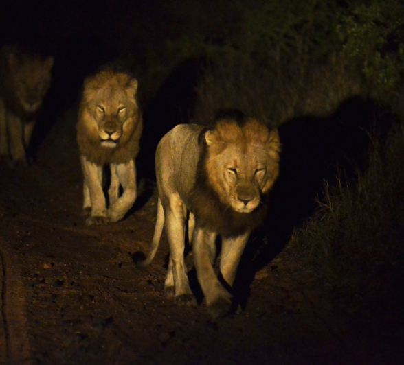 3 Lions 3 Lions