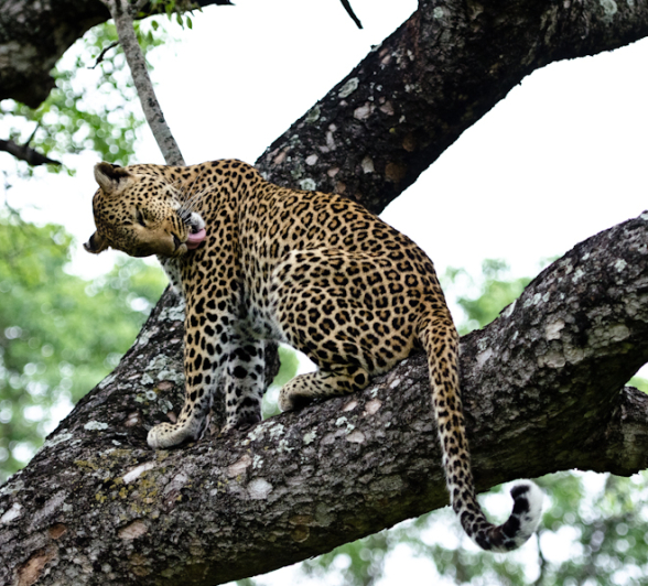 Leopard 4 Leopard 4