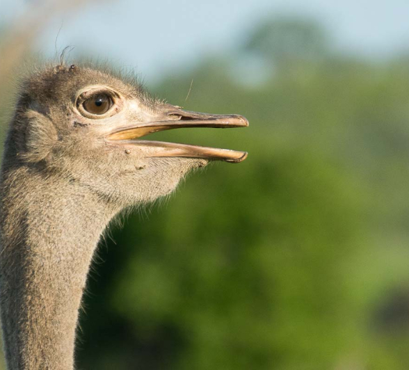 08Courtney Dalziel Ostrich 2 08Courtney Dalziel Ostrich 2