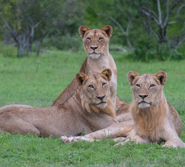 Southern Pride4 Southern Pride4